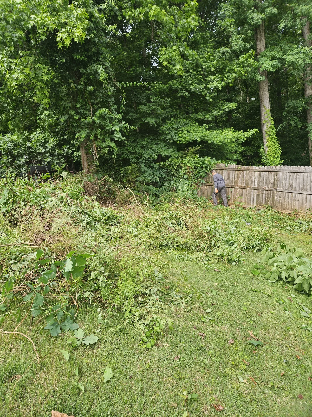 Before: Heavily overgrown fence line before land clearing