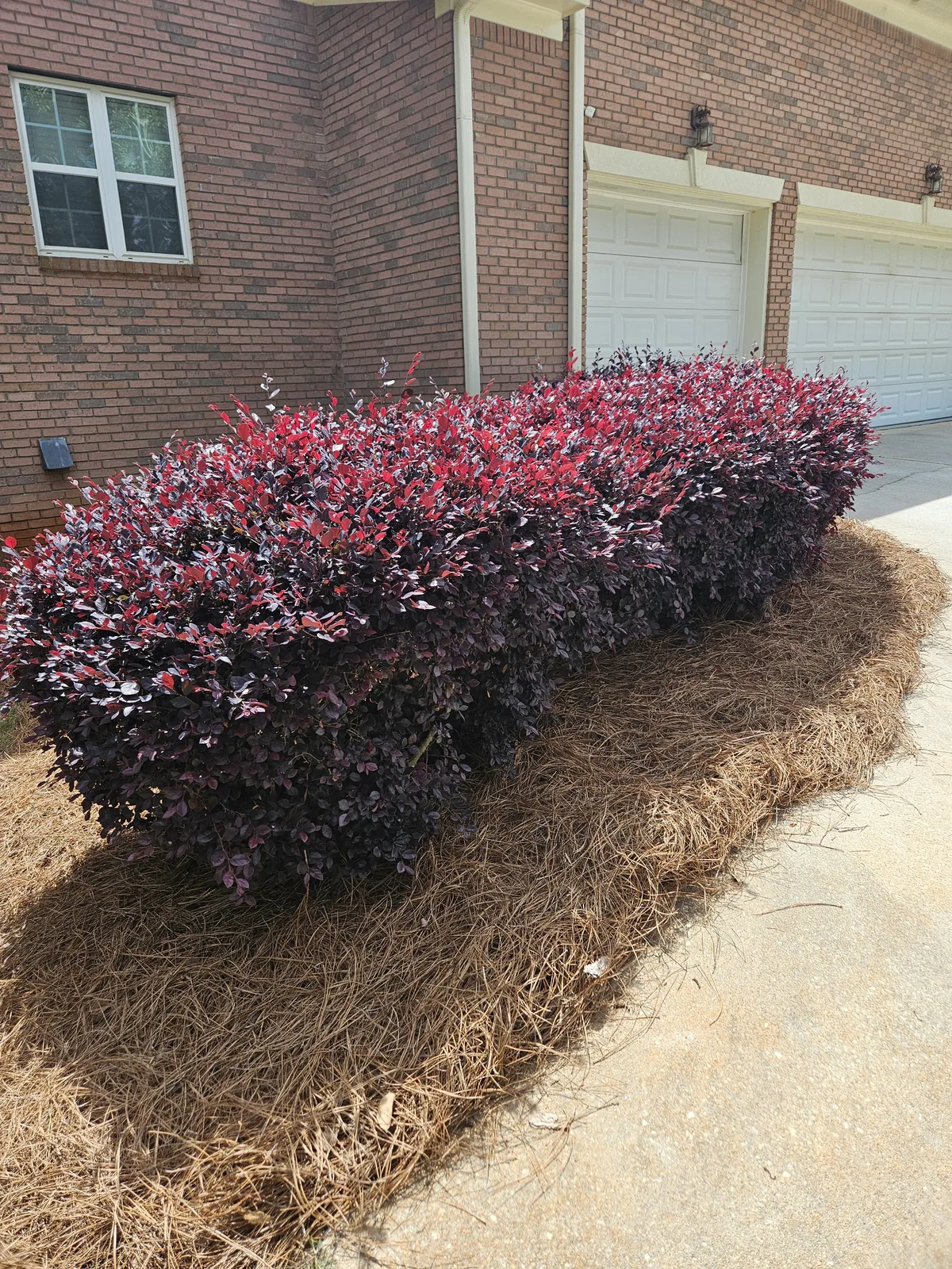 Before: Overgrown red leaf shrubs before trimming