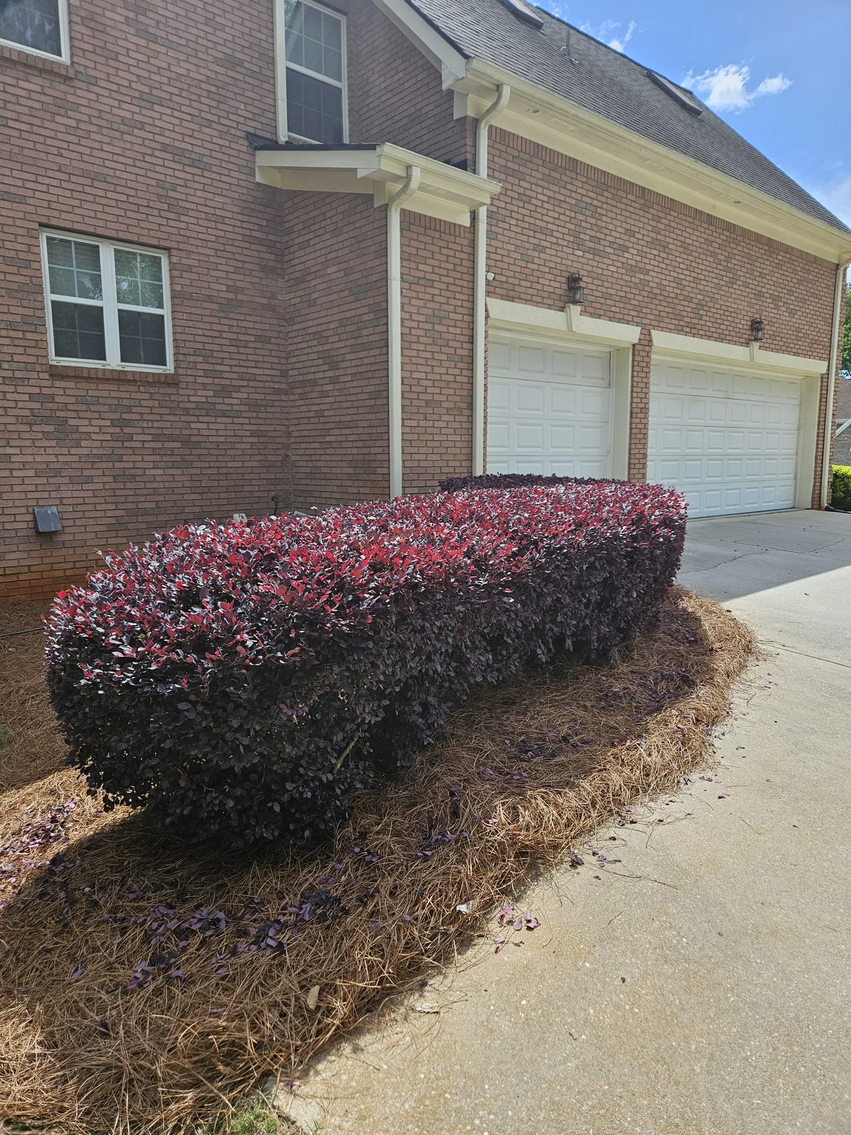 After: Red leaf shrubs professionally trimmed in Covington, GA