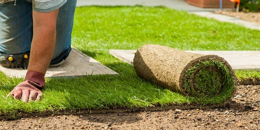 Sod installation in Covington, GA